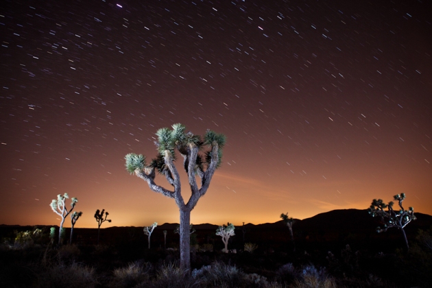 Joshua Trees lit up for a long exposure at night.